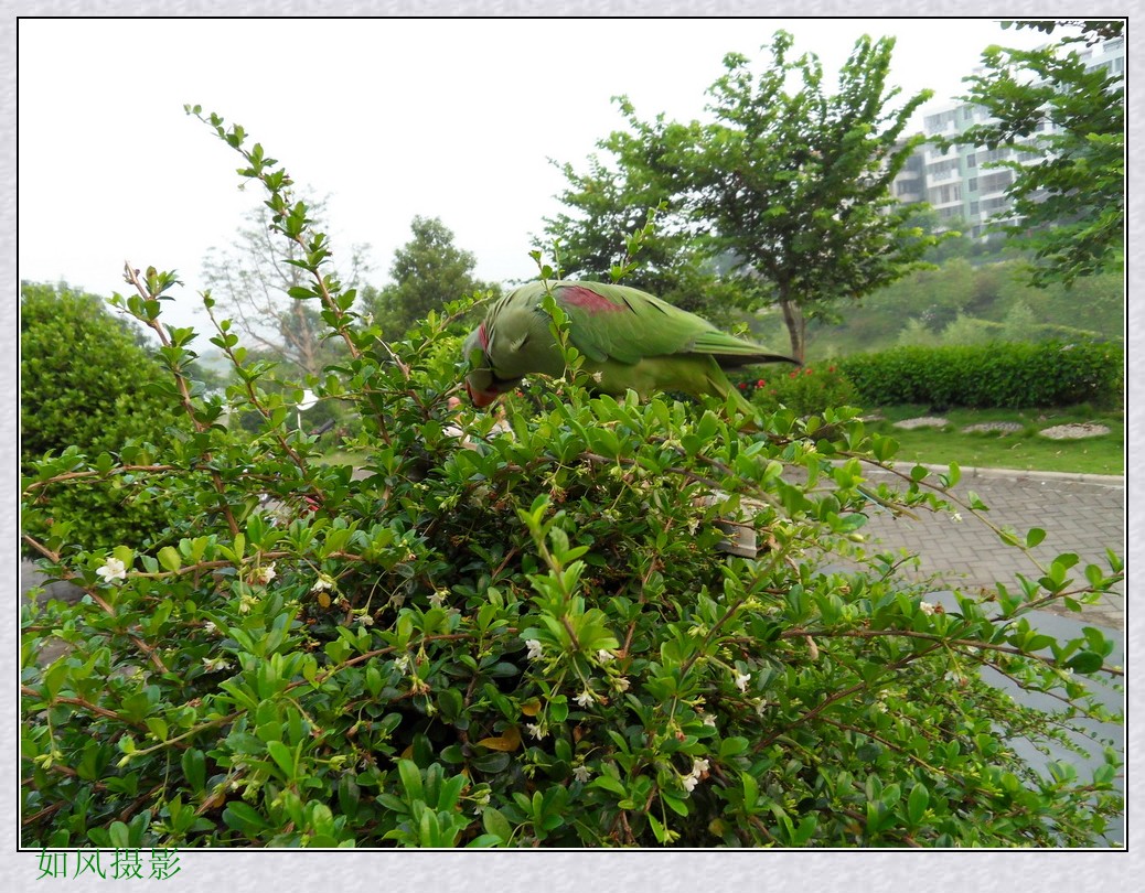SDC17009_conew1.jpg