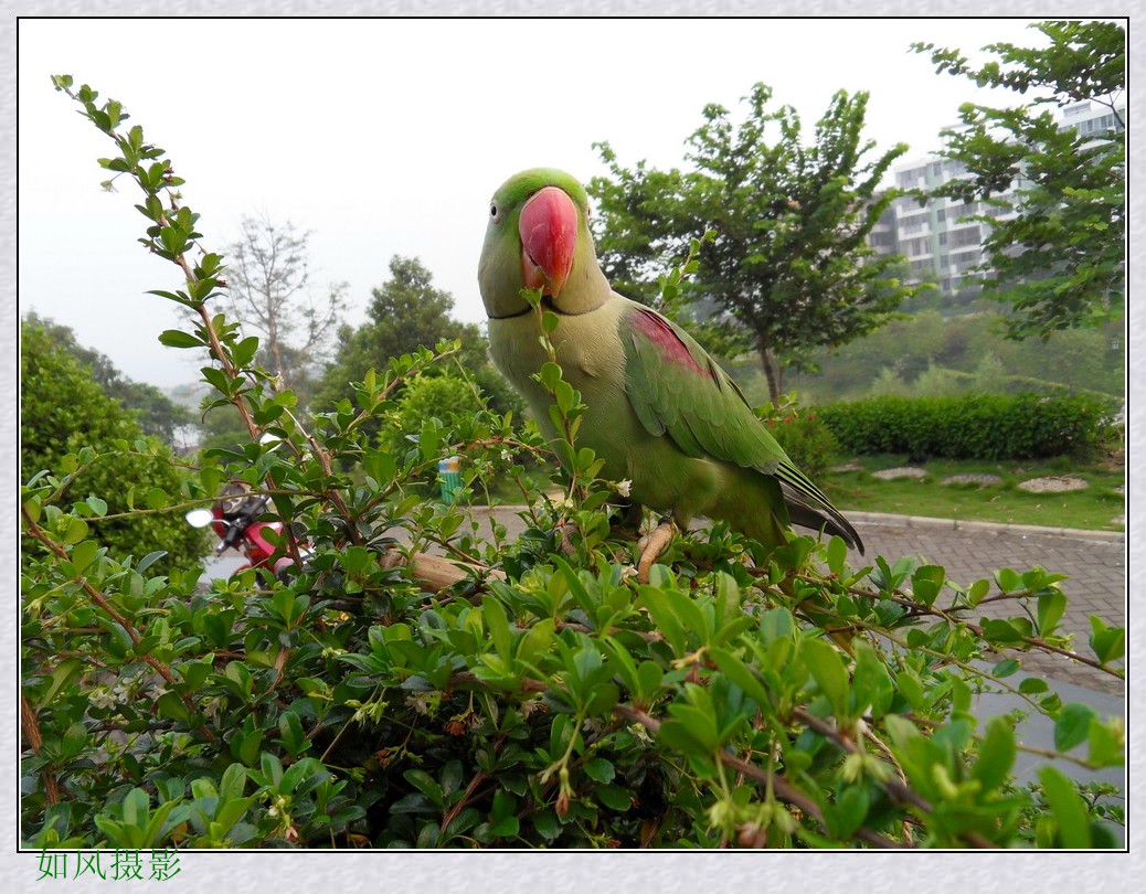 SDC17011_conew1.jpg