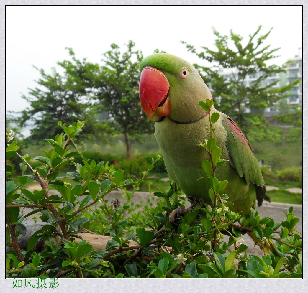 SDC17003_conew1.jpg