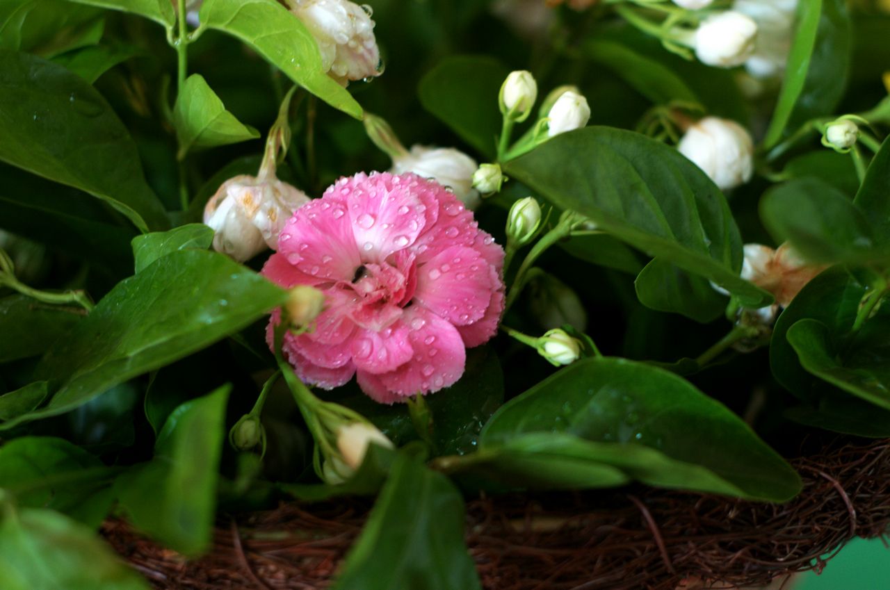 DSC_1741.jpg