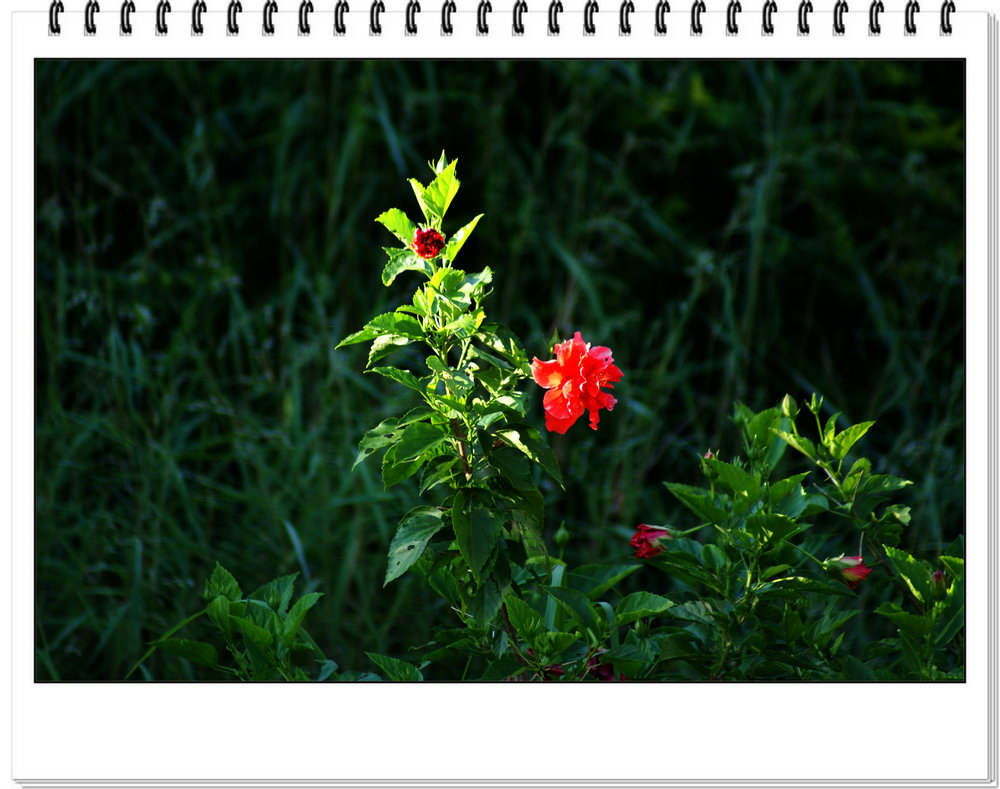 DSC07611.JPG