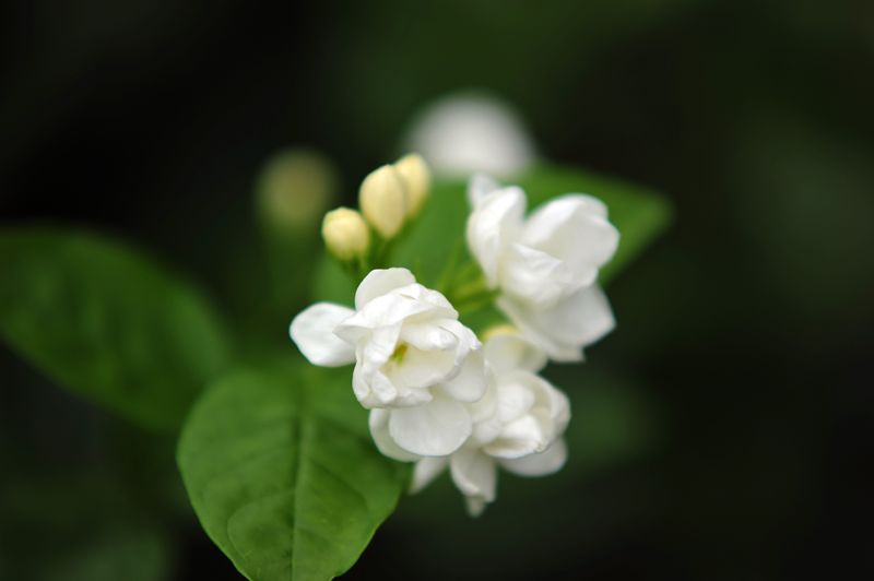 清香茉莉2.JPG