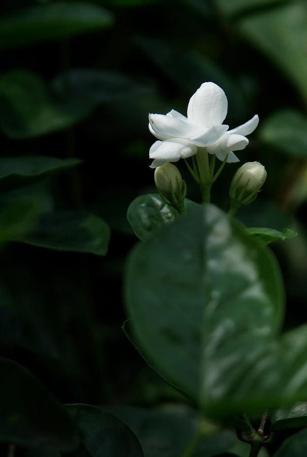 DSC08488-.jpg