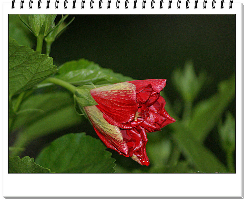 DSC08501.JPG