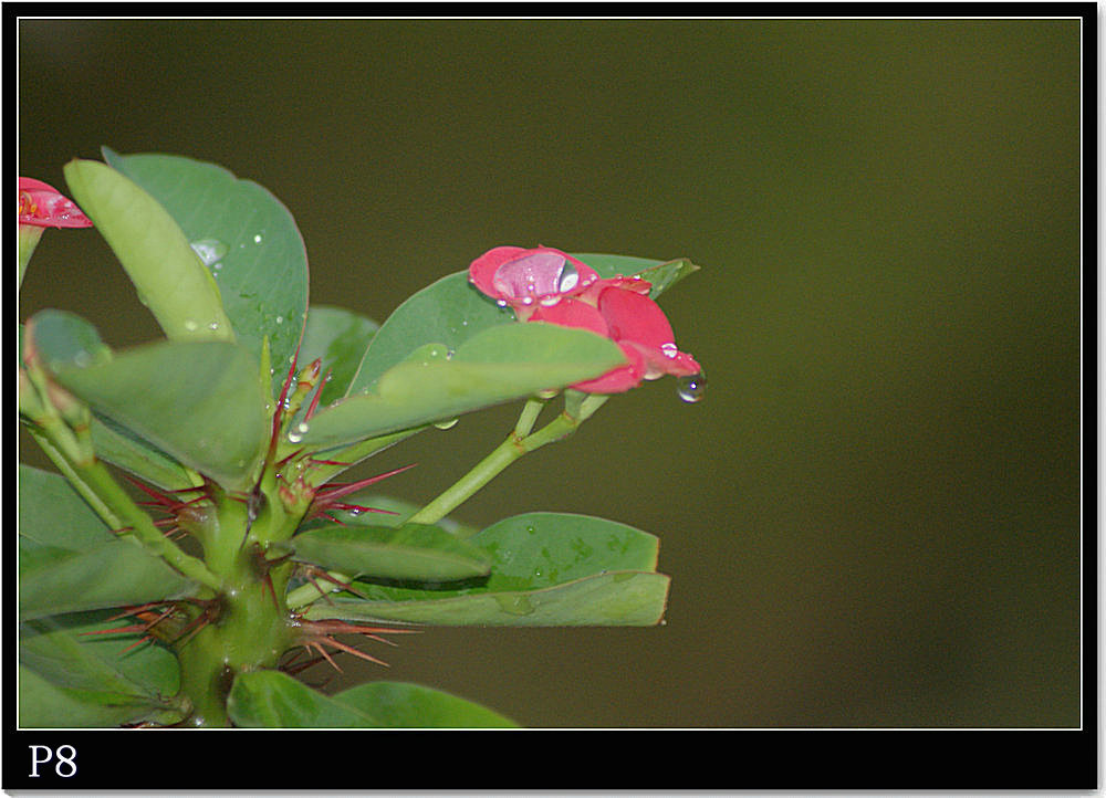DSC08589.JPG