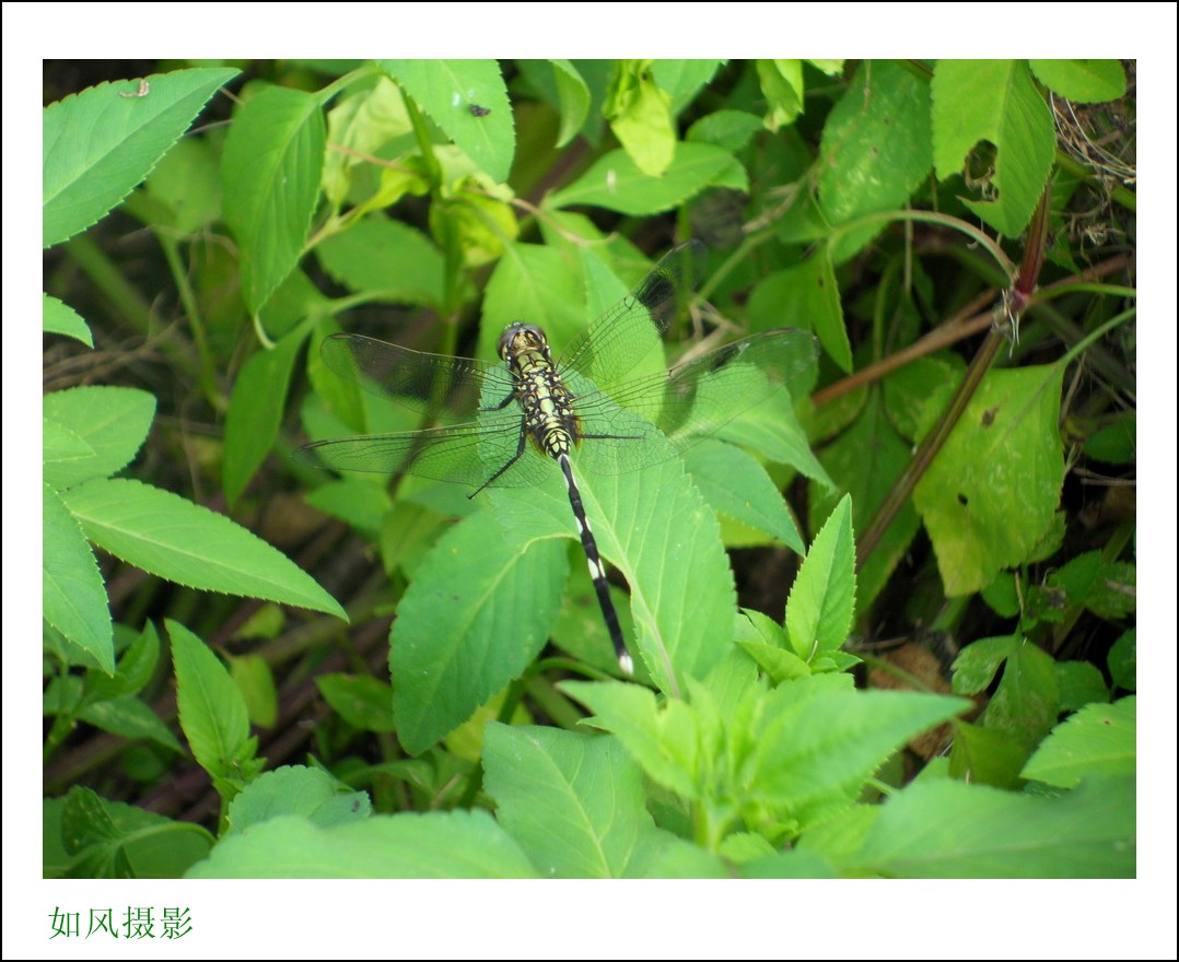 SDC17553_conew1.jpg
