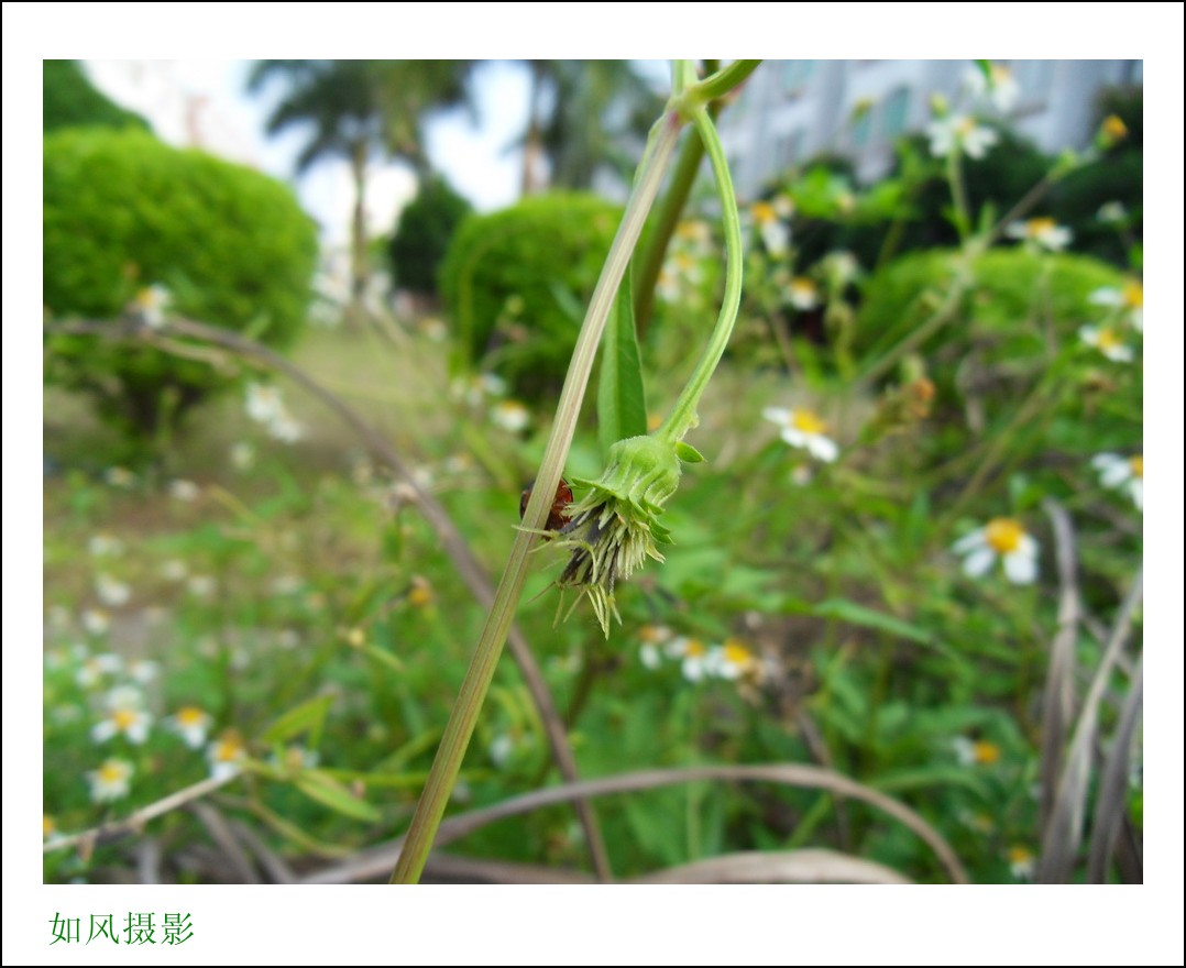SDC17560_conew1.jpg