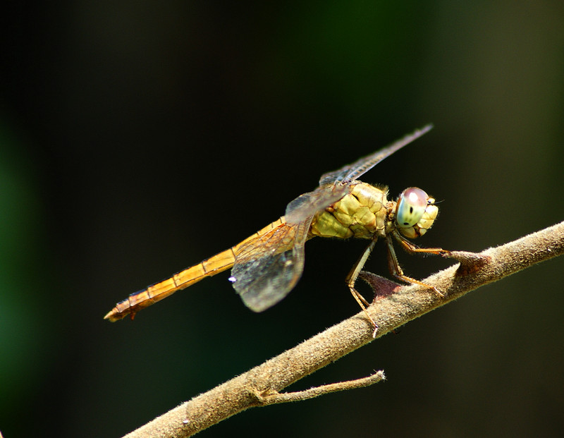a7718872_s.jpg