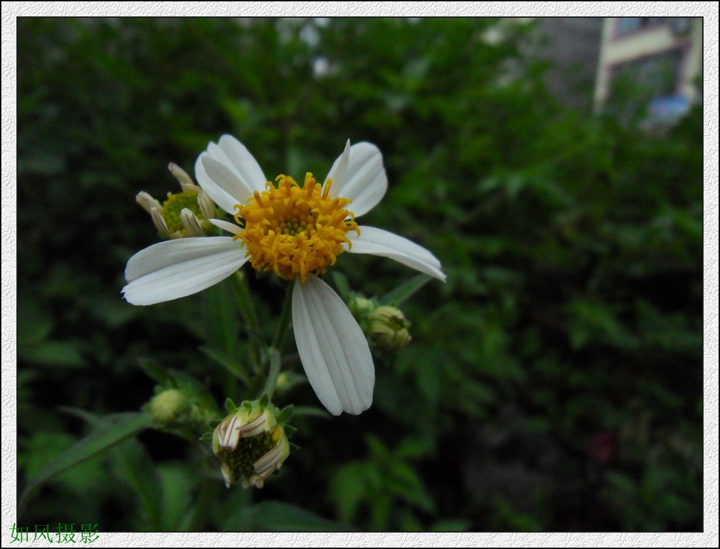 SDC14984_conew1.jpg