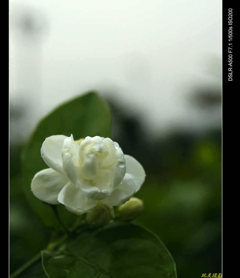 a7818180_s.jpg