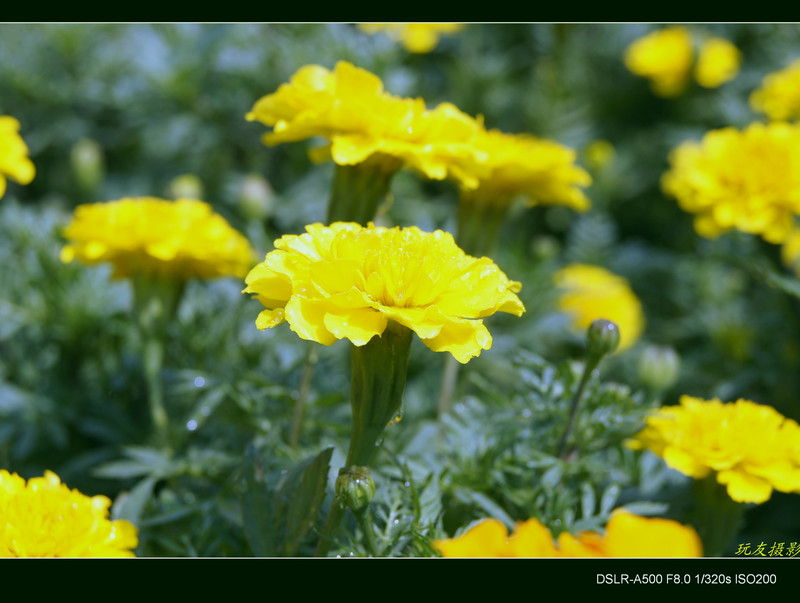 a7828792_s.jpg