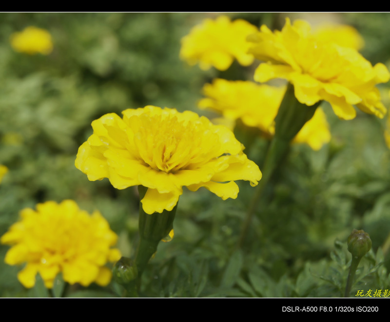 a7828800_s.jpg