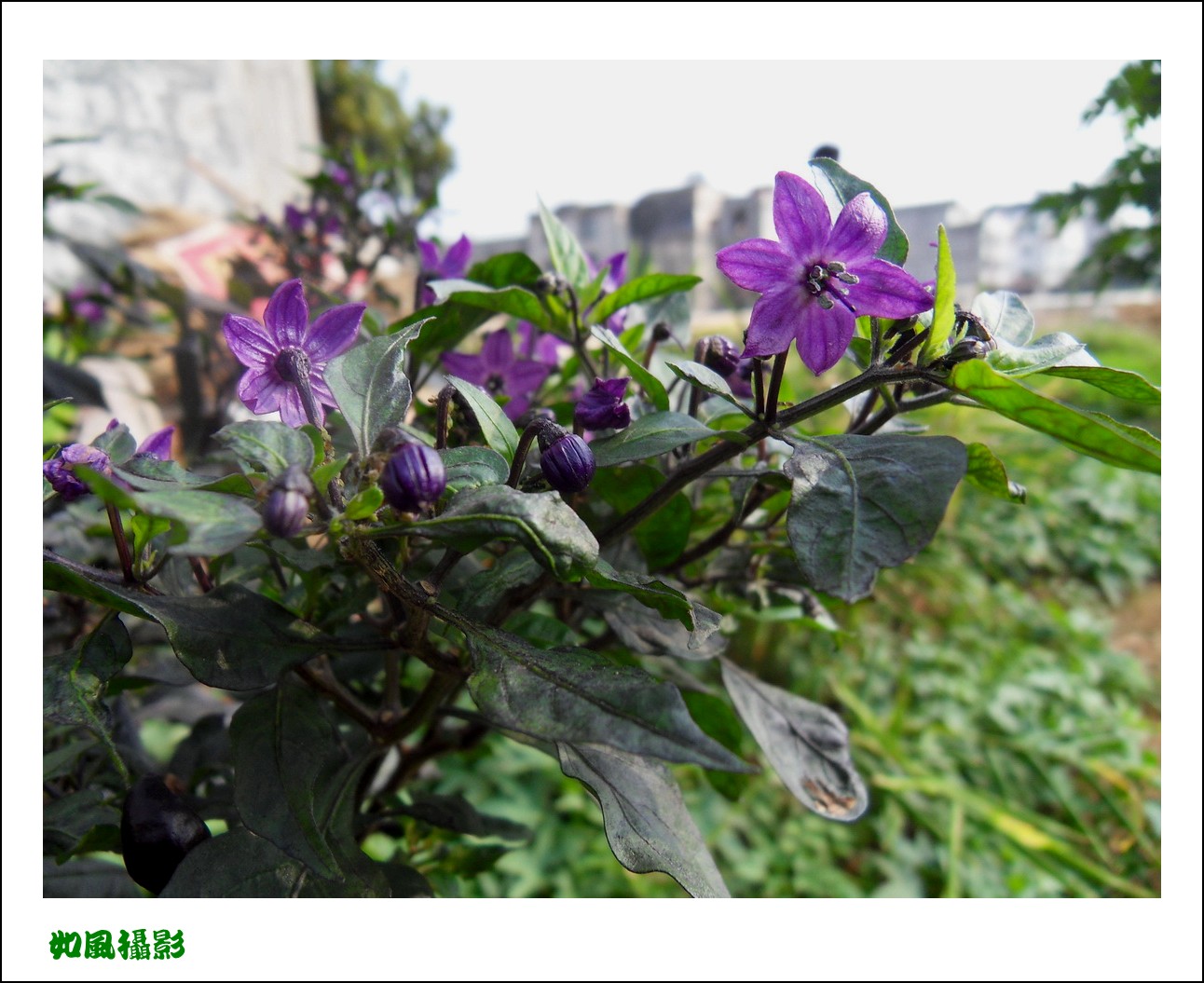 SDC17573_conew1.jpg