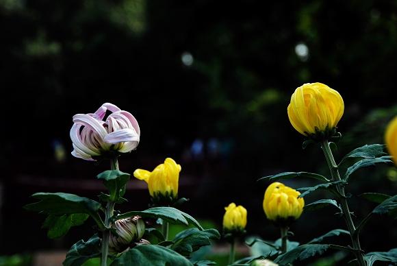 DSC_0375.jpg