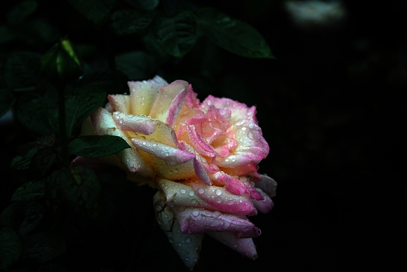DSC_0611.jpg