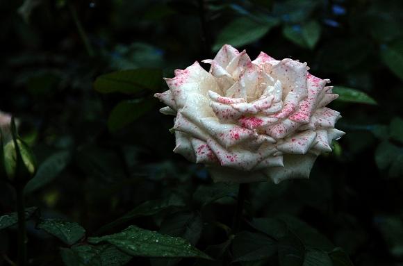 DSC_0612.jpg