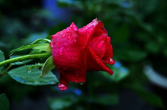 DSC_0610.jpg