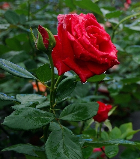 DSC_0609.jpg