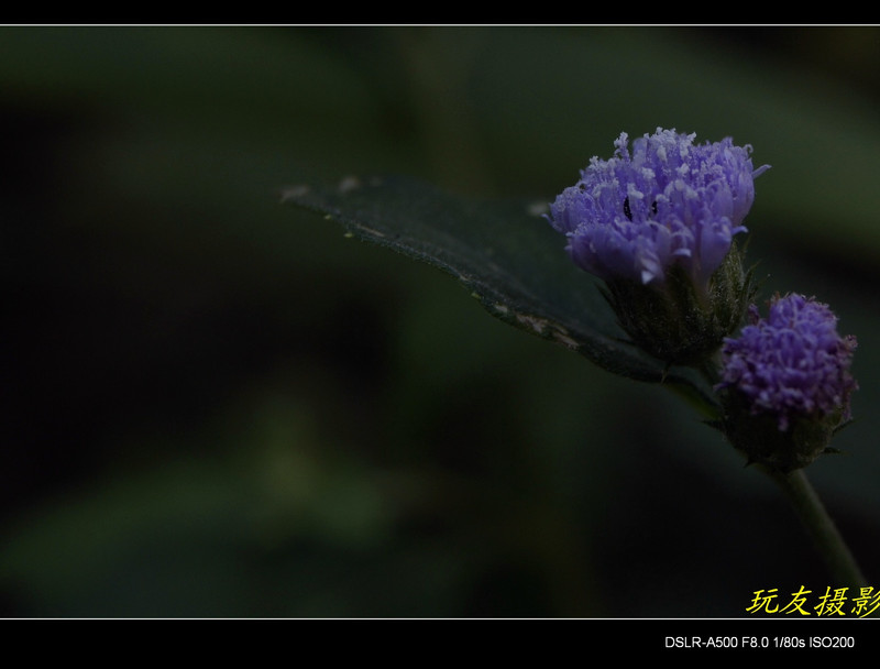 a7872013_s.jpg