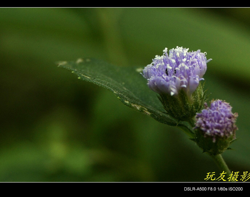 a7872029_s.jpg