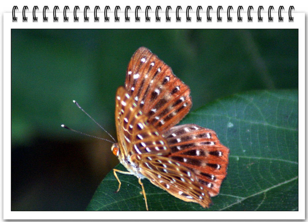 DSC00468_副本.JPG