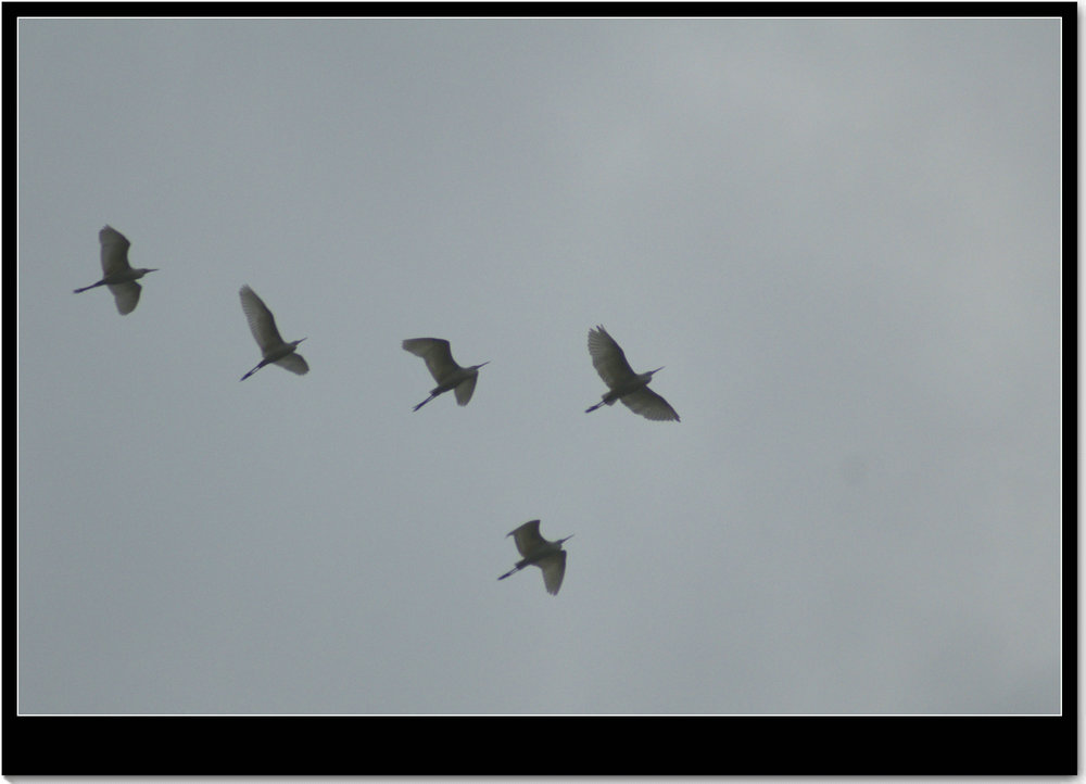 DSC00993.JPG