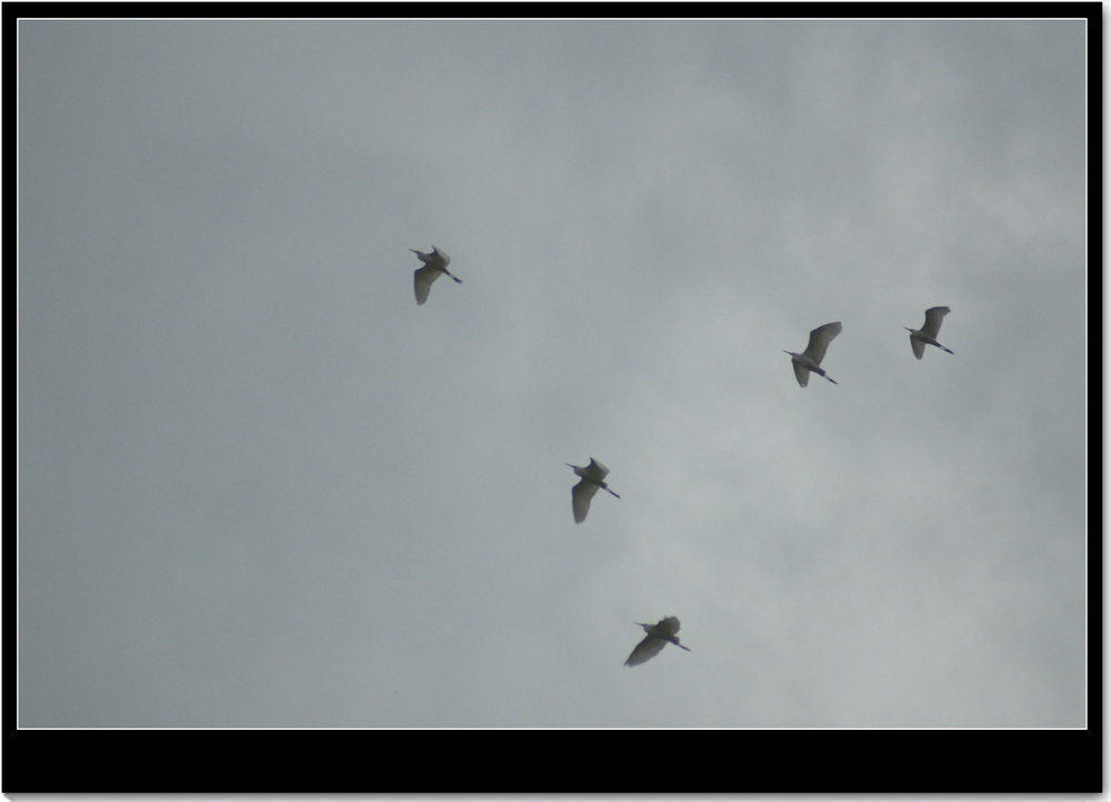 DSC01007.JPG
