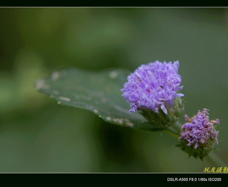 a7878829_s.jpg