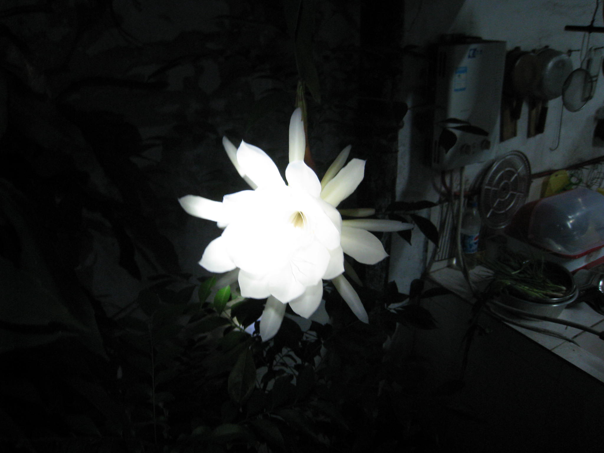 IMG_0100.JPG