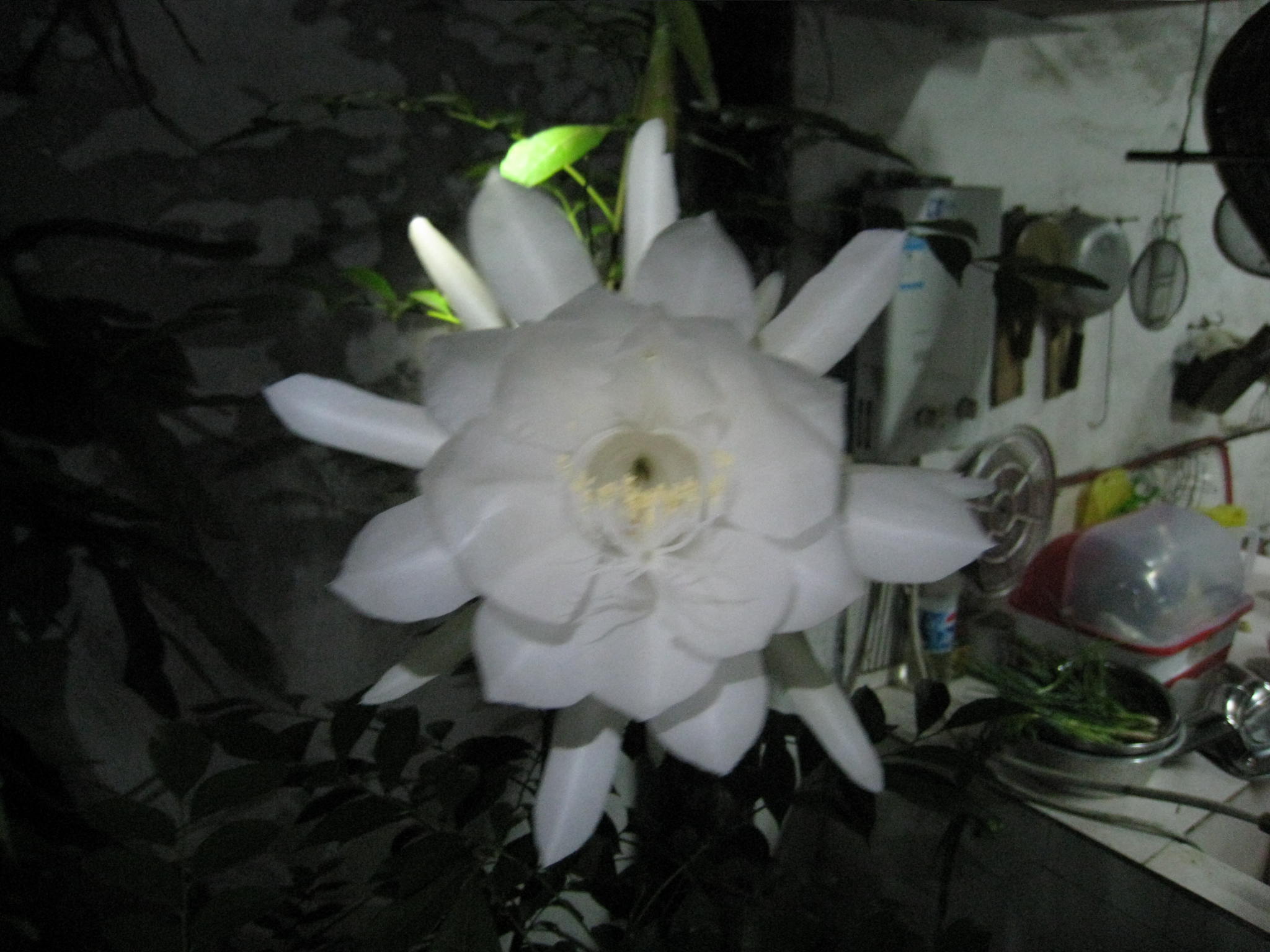 IMG_0109.JPG