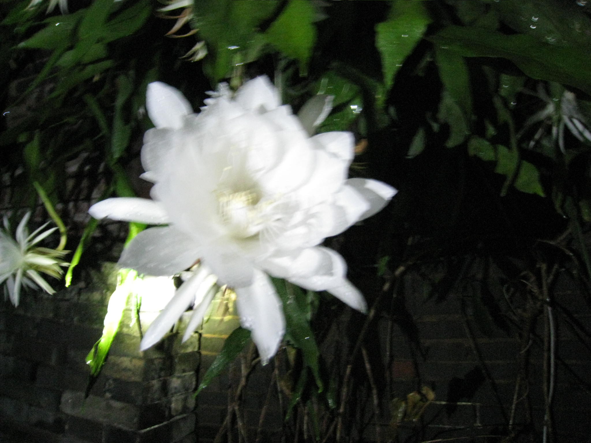 IMG_0132.JPG