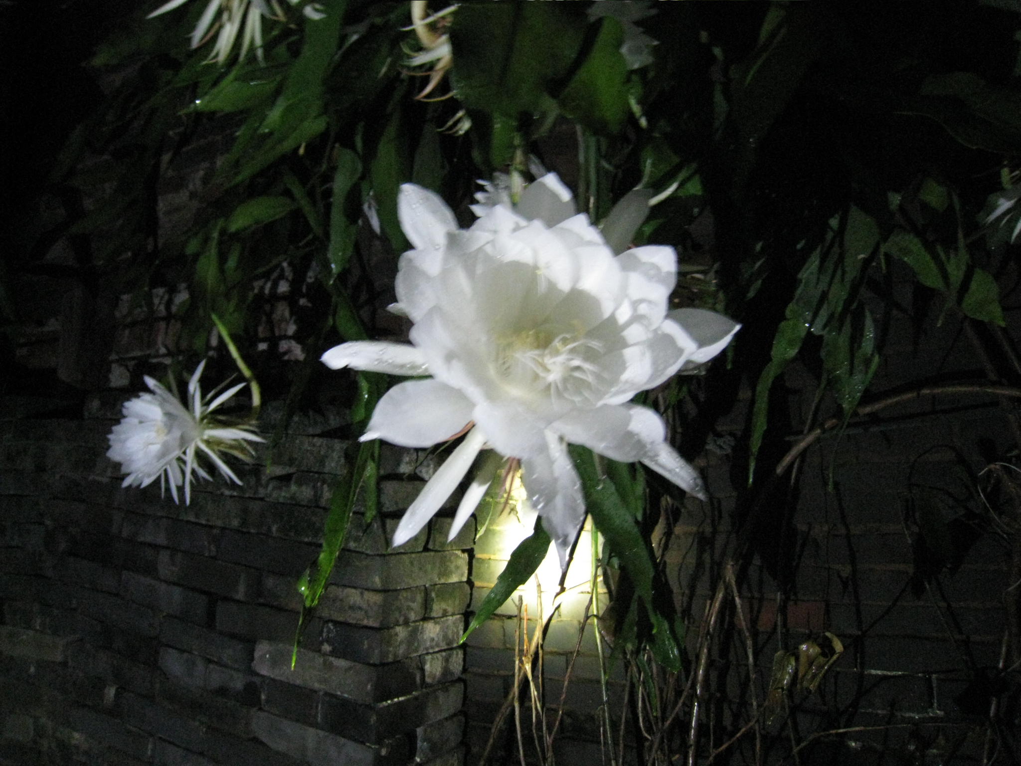 IMG_0133.JPG