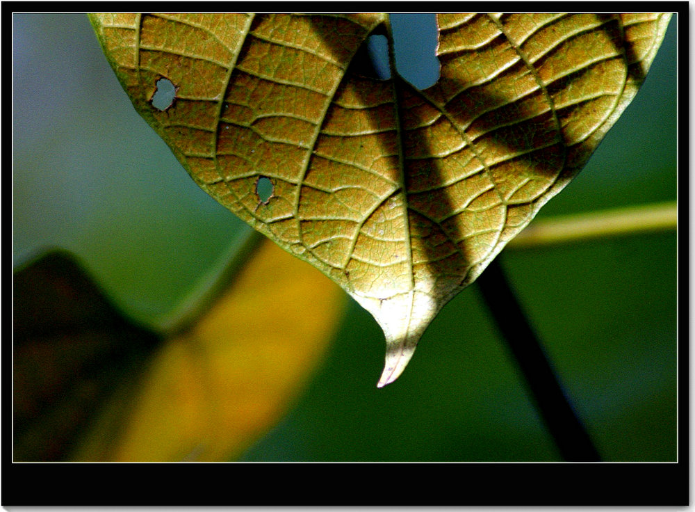 DSC00711.jpg
