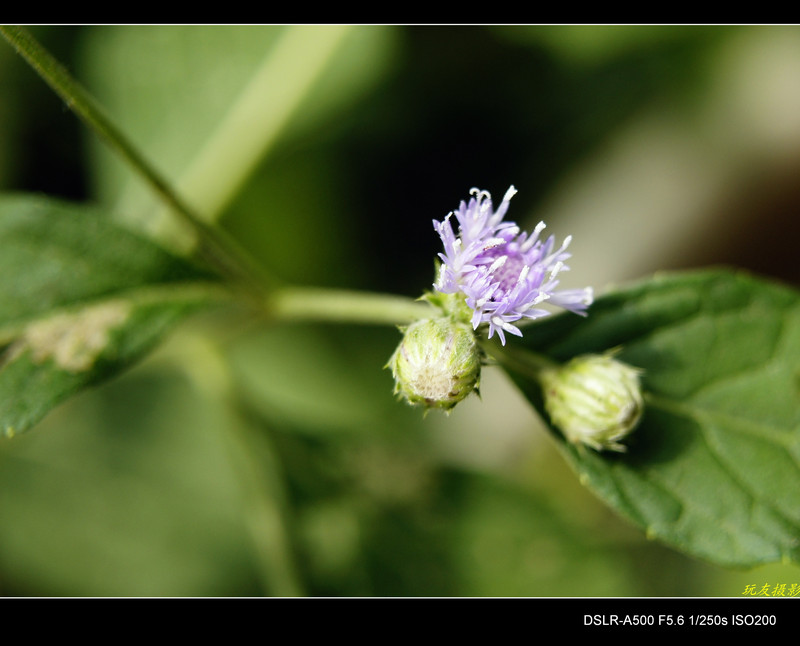 a7899227_s.jpg