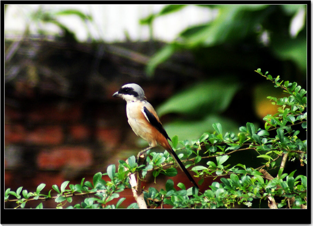 DSC02528_副本.jpg
