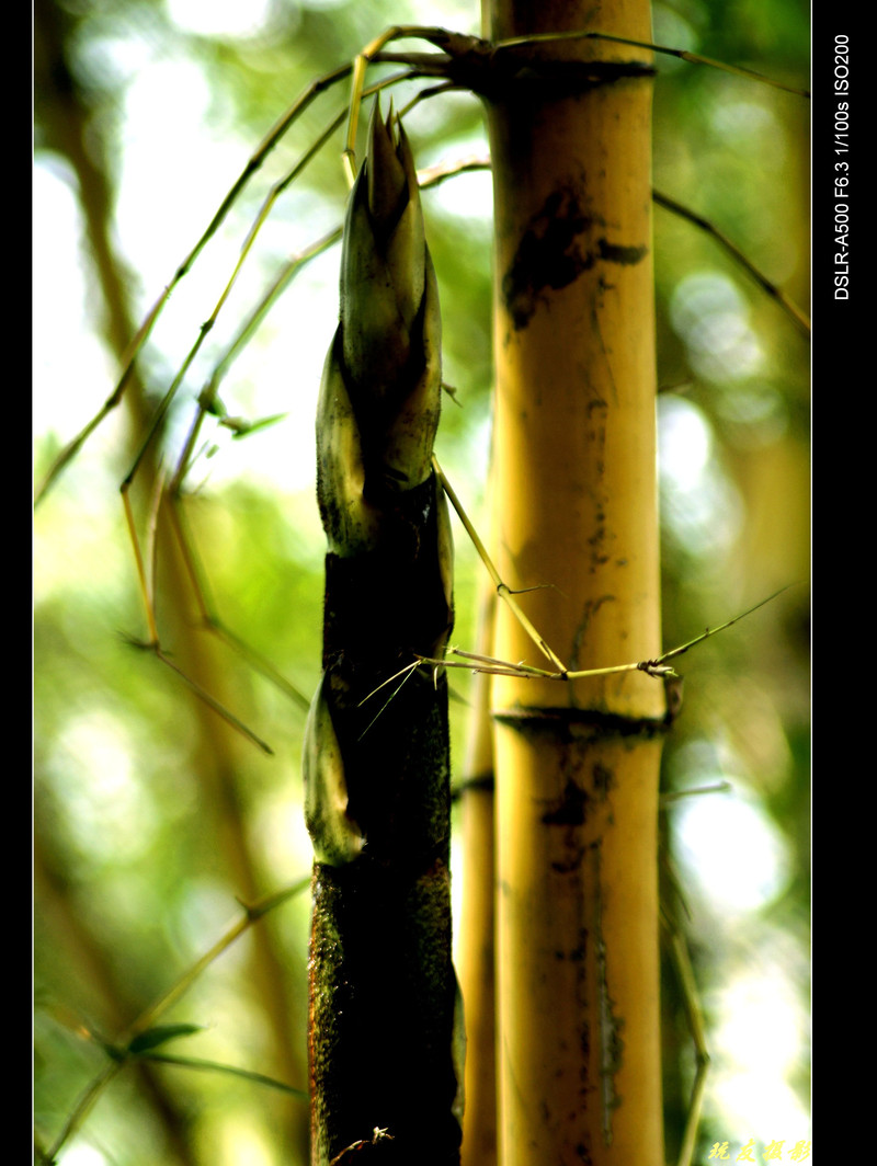 a8055180_s.jpg