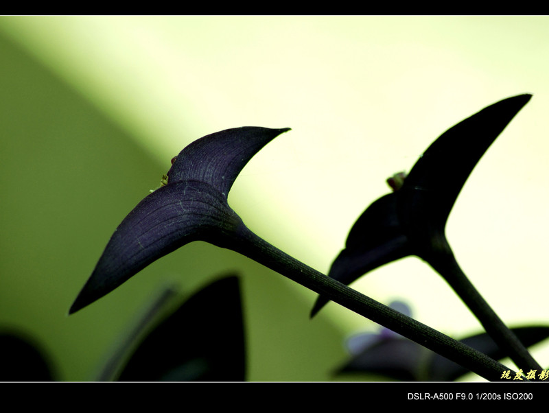 a8055188_s.jpg