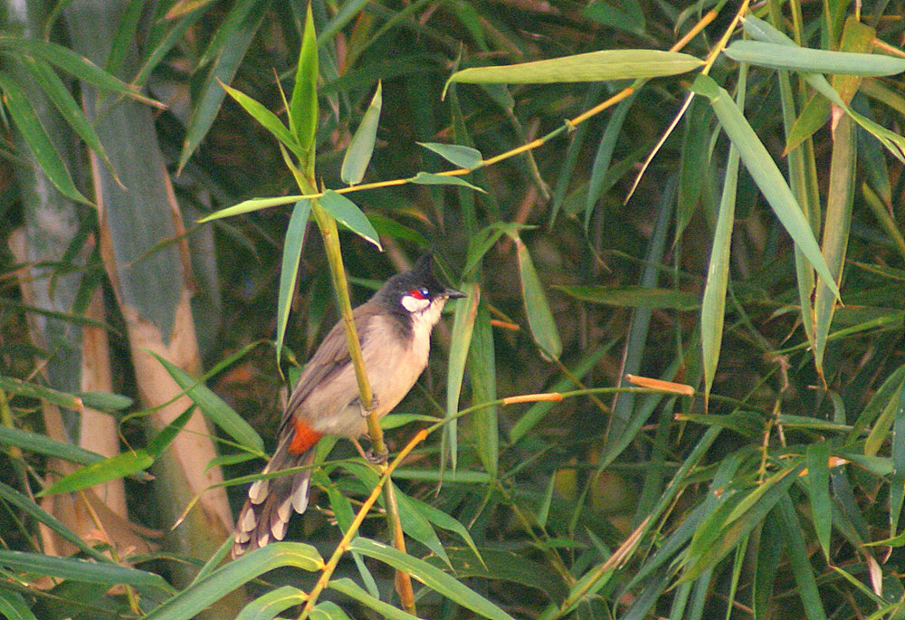 DSC04142.JPG