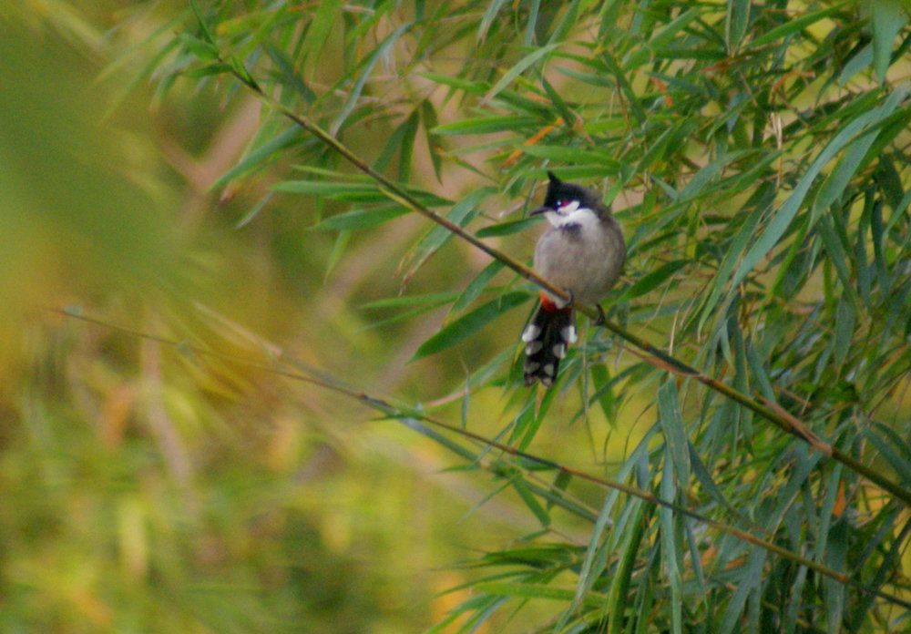 DSC04145.JPG