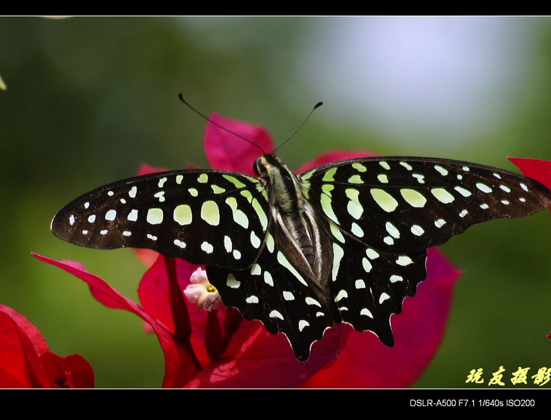 a8098024_s.jpg