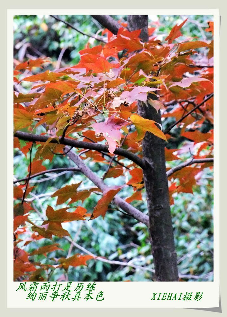 DSCF9123a.jpg