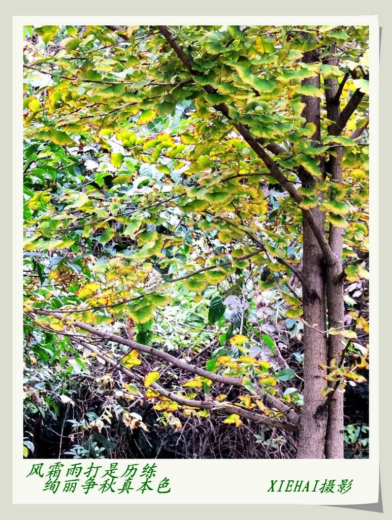 DSCF9125a.jpg