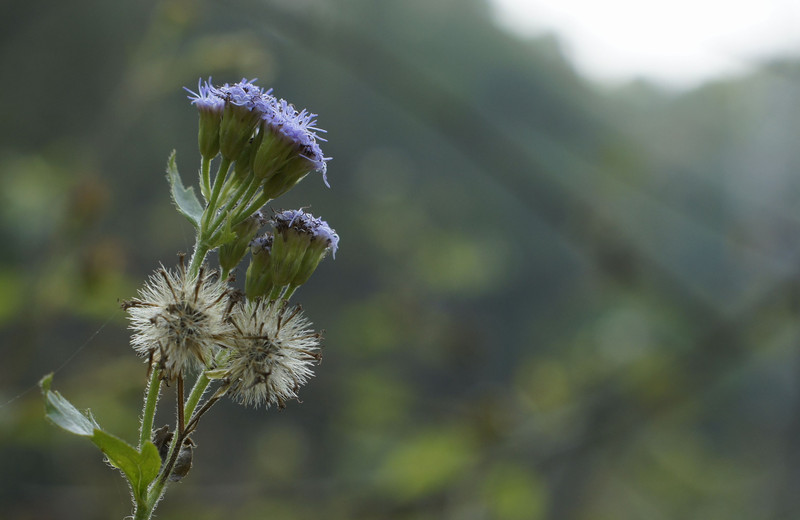 a8172649_s.jpg