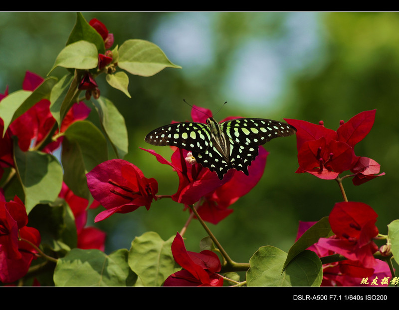 a8184015_s.jpg
