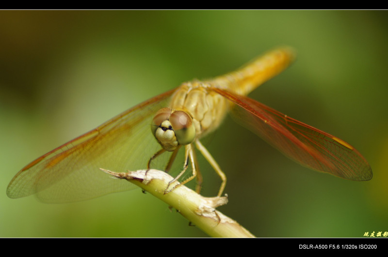 a8184081_s.jpg