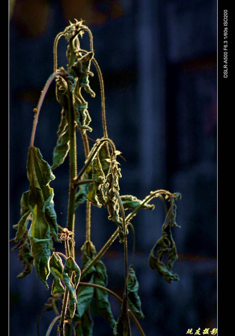 a8195204_s.jpg