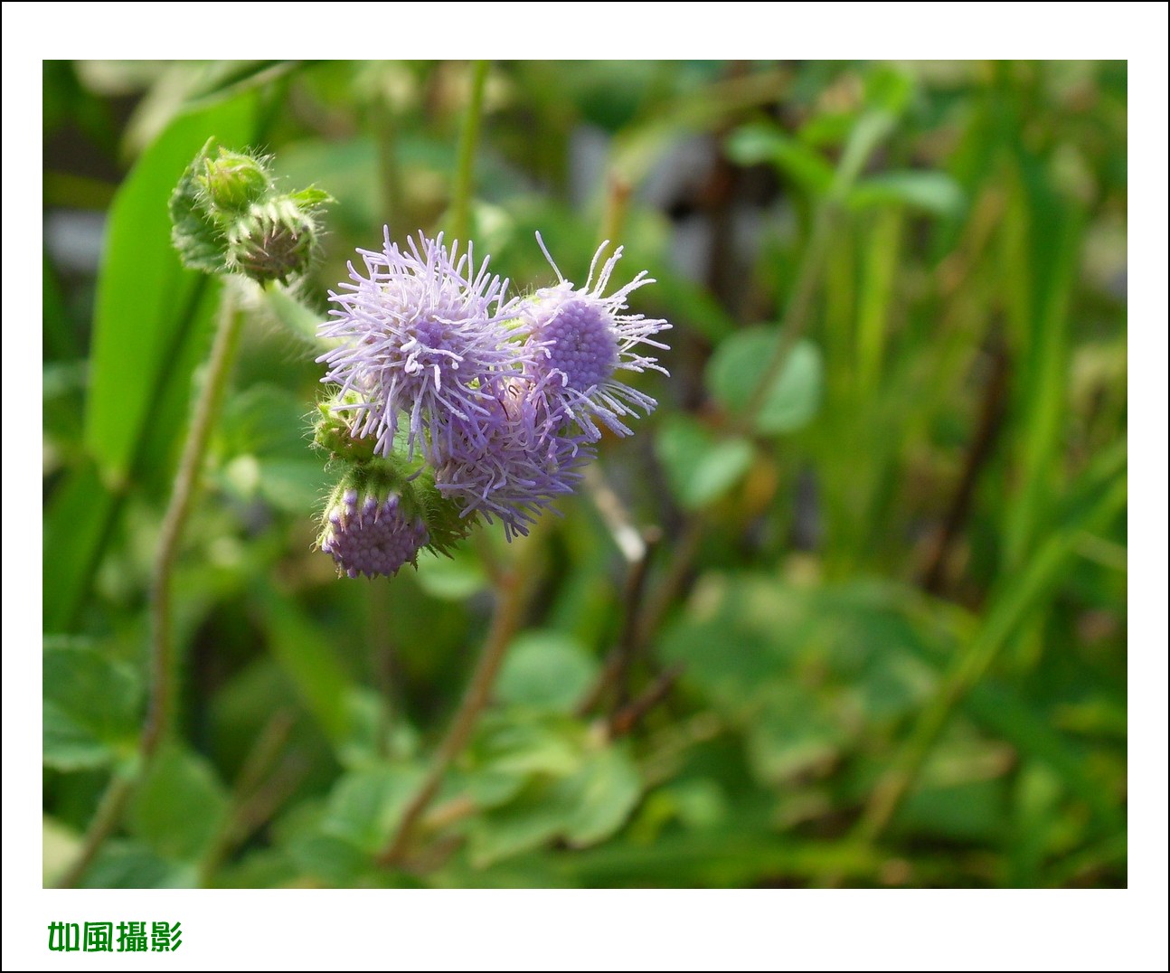 SDC16399_conew1.jpg