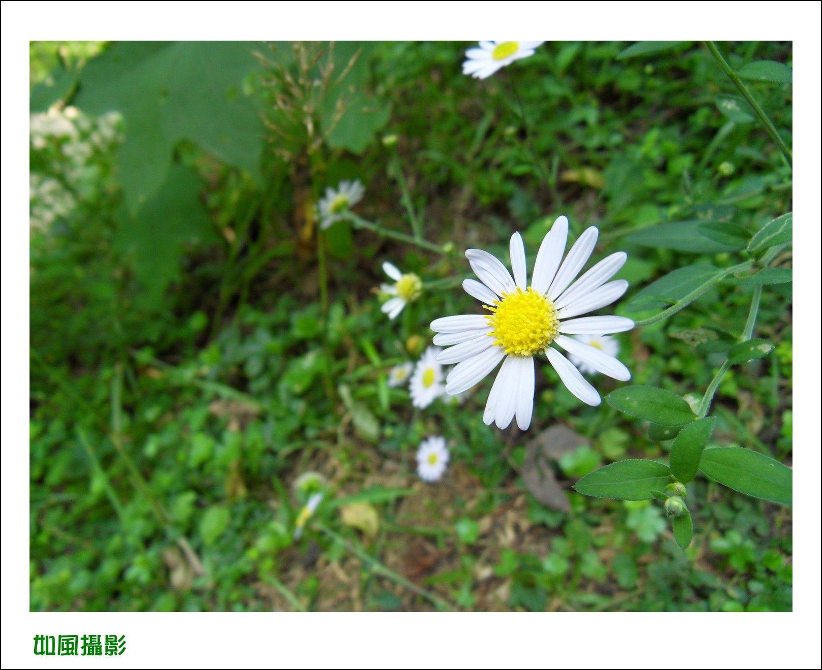 SDC16789_conew1.jpg