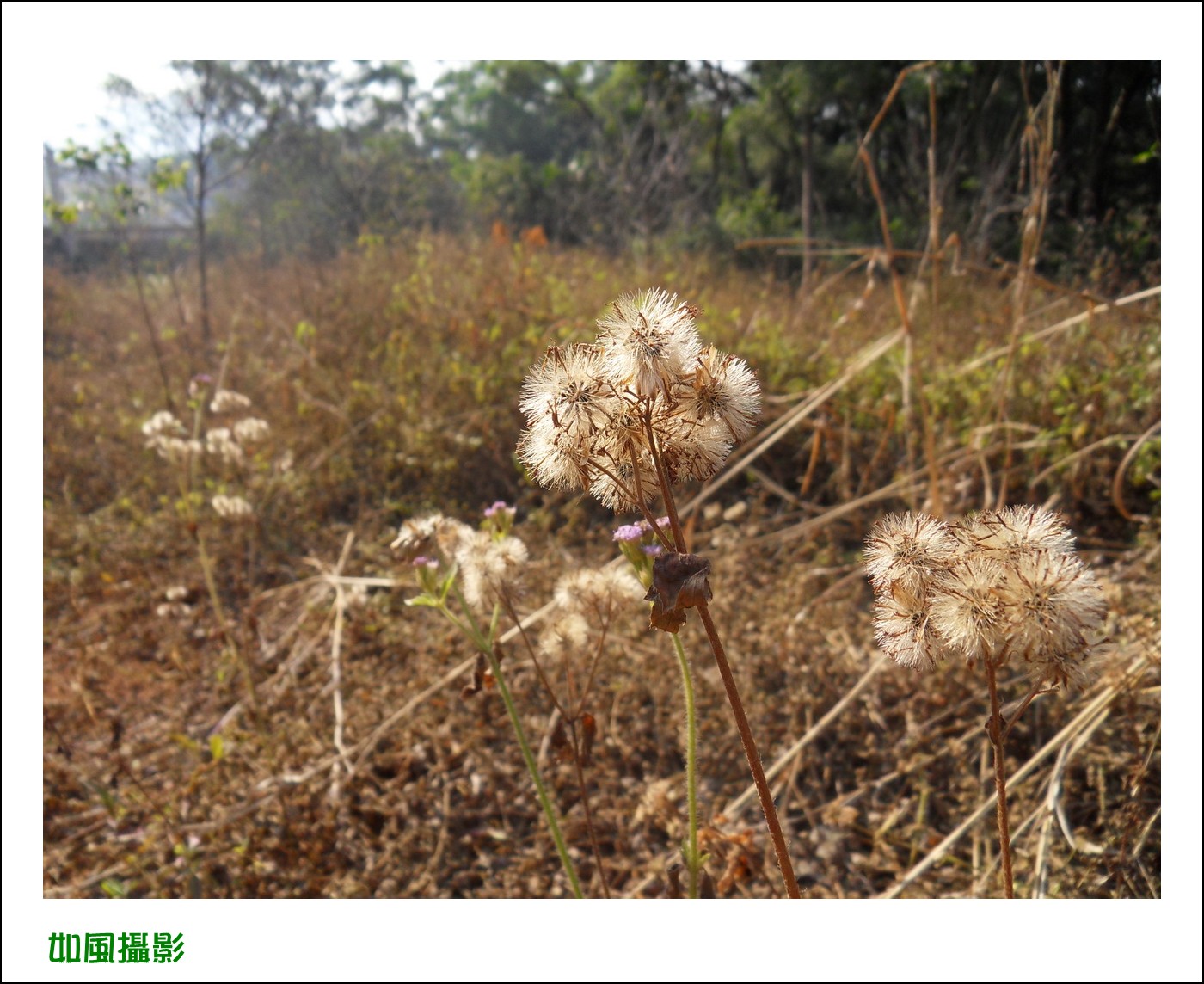 SDC18684_conew1.jpg