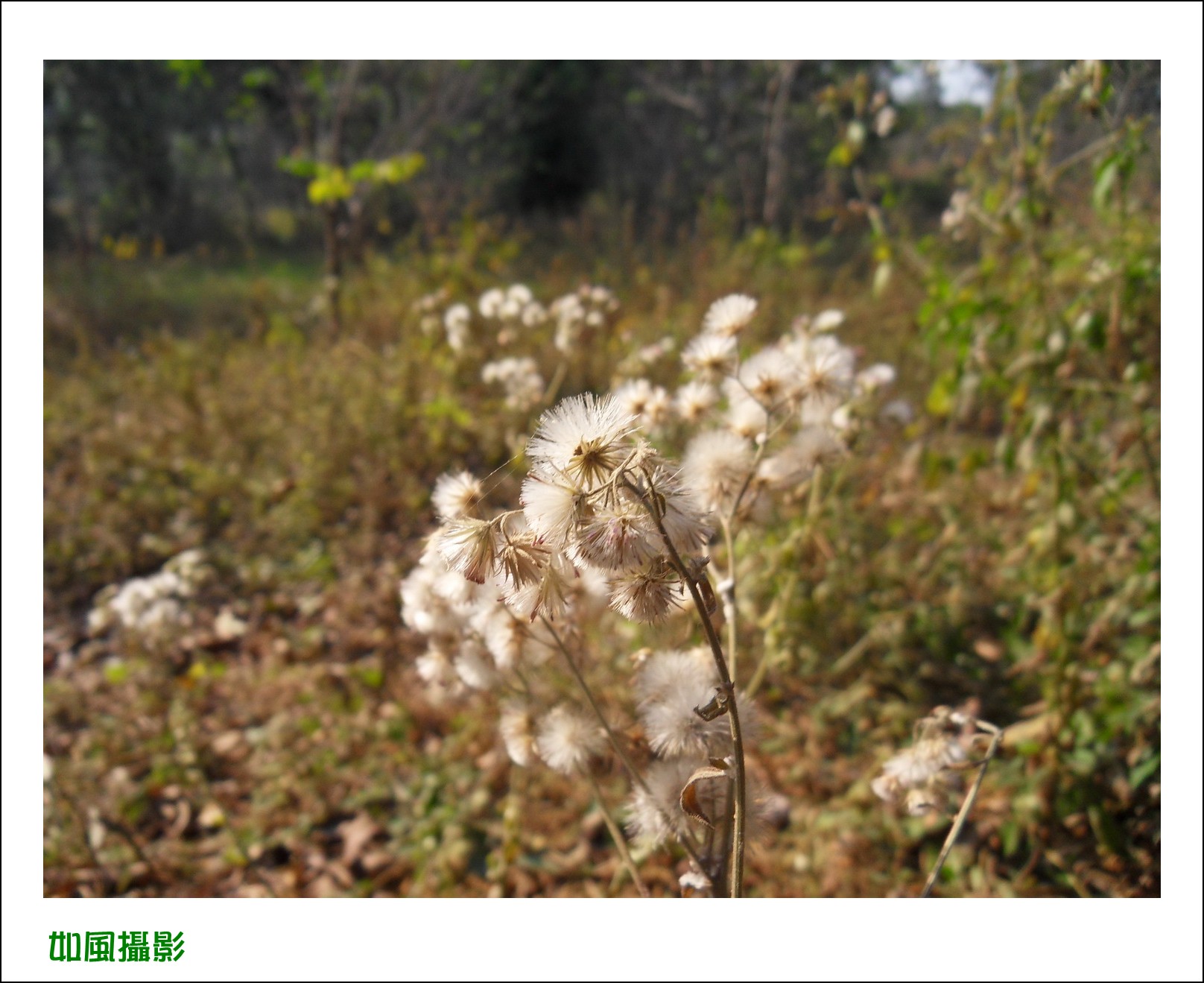 SDC18691_conew1.jpg